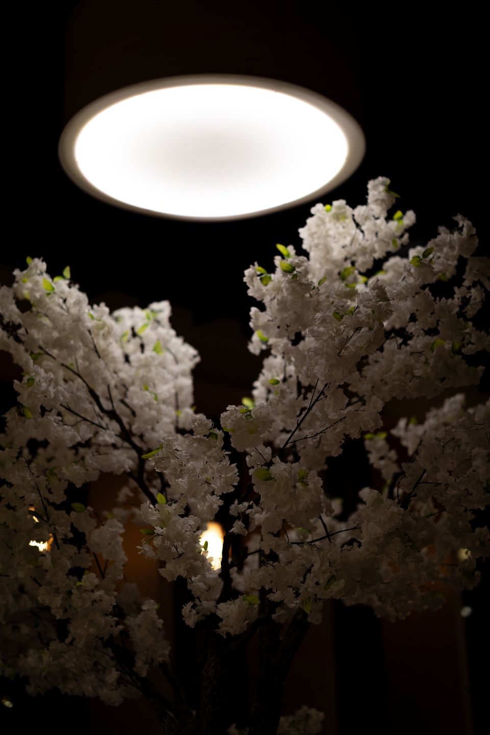 White blossoms lit from above at night inside Fresso Cafe